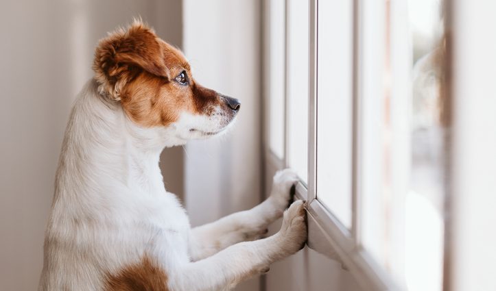 KynoGedrag Verlatingsangst Heeft je hond problemen als er niemand thuis is?