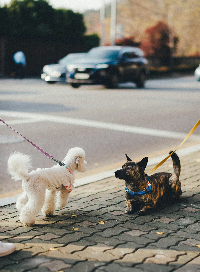 twee honden aan de lijn